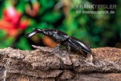 Bucephalus-Hirschkäfer, Dorcus Bucephalus -Sera Geschaft Bucephalus Hirschkaefer Dorcus bucephalus 4