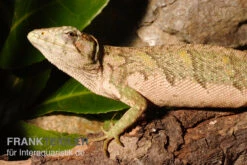 Buntleguan, Polychrus Marmoratus -Sera Geschaft Buntleguan Polychrus marmoratus 3