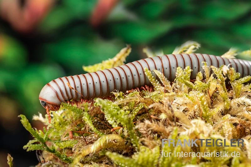 Caudulanus-Tausendfüßer, Spirobolus Caudulanus 2 Caudulanus-Tausendfüßer, Spirobolus Caudulanus – Bild 2
