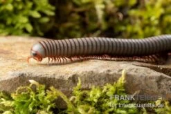 Caudulanus-Tausendfüßer, Spirobolus Caudulanus 8 Caudulanus-Tausendfüßer, Spirobolus Caudulanus -Sera Geschaft Caudulanus Tausendfuesser Spirobolus caudulanus 4