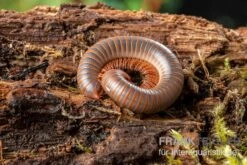 Caudulanus-Tausendfüßer, Spirobolus Caudulanus 9 Caudulanus-Tausendfüßer, Spirobolus Caudulanus -Sera Geschaft Caudulanus Tausendfuesser Spirobolus caudulanus 5