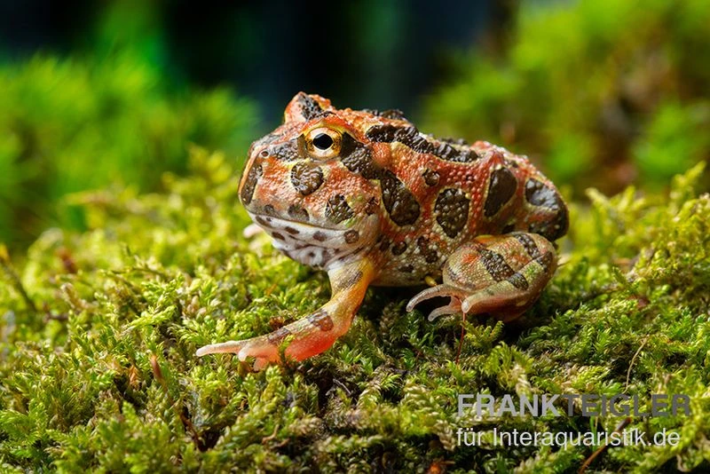 Butterfly Ornated-Pacman-Frog, Ceratophrys Ornata Butterfly Ornated 3 Butterfly Ornated-Pacman-Frog, Ceratophrys Ornata Butterfly Ornated – Bild 3