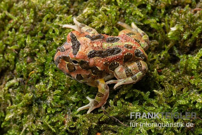 Butterfly Ornated-Pacman-Frog, Ceratophrys Ornata Butterfly Ornated 2 Butterfly Ornated-Pacman-Frog, Ceratophrys Ornata Butterfly Ornated – Bild 2