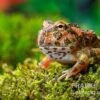 Butterfly Ornated-Pacman-Frog, Ceratophrys Ornata Butterfly Ornated