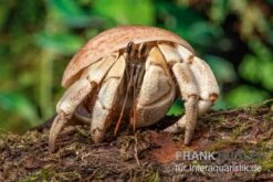 5 Kleine Landeinsiedlerkrebse, Coenobita Spec. 15 5 Kleine Landeinsiedlerkrebse, Coenobita Spec. -Sera Geschaft Coenobita White Tiger