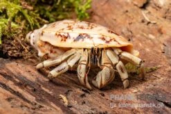 5 Kleine Landeinsiedlerkrebse, Coenobita Spec. 14 5 Kleine Landeinsiedlerkrebse, Coenobita Spec. -Sera Geschaft Coenobita White Tiger 8