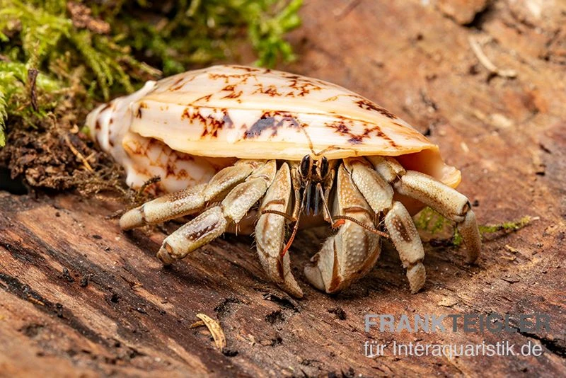 5 Kleine Landeinsiedlerkrebse, Coenobita Spec. 7 5 Kleine Landeinsiedlerkrebse, Coenobita Spec. – Bild 7