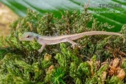 Conrau`s Zwerggecko, Lygodactylus Conraui 5 Conrau`s Zwerggecko, Lygodactylus Conraui -Sera Geschaft Conraus Zwerggecko Lygodactylus conraui 3