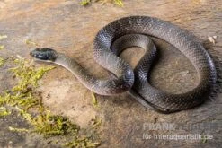 Herald-Schlange, Crotaphopeltis Hotamboeia