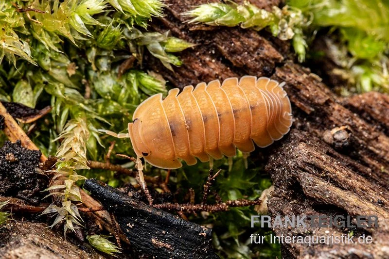 Mandarin-Assel, Cubaris Sp. “RubberduckyMandarin” 3 Mandarin-Assel, Cubaris Sp. “RubberduckyMandarin” – Bild 3