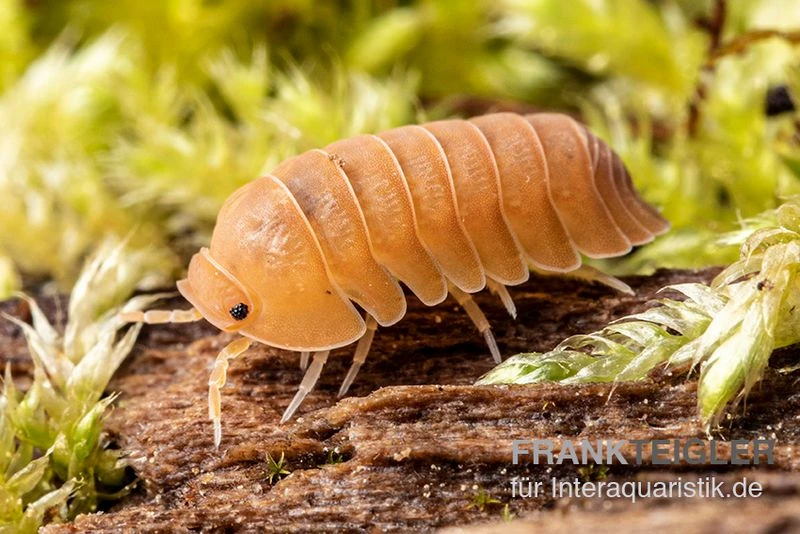 Mandarin-Assel, Cubaris Sp. “RubberduckyMandarin” 1 Mandarin-Assel, Cubaris Sp. “RubberduckyMandarin”