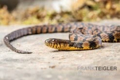 Diamant-Schwimmnatter, Nerodia Rhombifer -Sera Geschaft Diamant Schwimmnatter Nerodia rhombifer 3