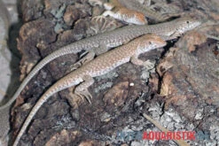 Dumérils Fransenfingereidechse, Acanthodactylus Scutellatus -Sera Geschaft Dumerils Fransenfingereidechse Acanthodactylus scutellatus 3