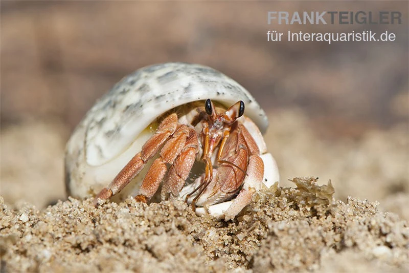 5 Kleine Landeinsiedlerkrebse, Coenobita Spec. 3 5 Kleine Landeinsiedlerkrebse, Coenobita Spec. – Bild 3