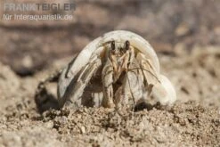 5 Kleine Landeinsiedlerkrebse, Coenobita Spec. 12 5 Kleine Landeinsiedlerkrebse, Coenobita Spec. -Sera Geschaft Einsiedlerkrebs 3 1