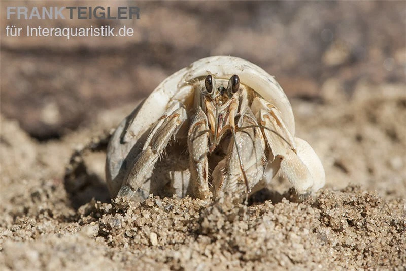 5 Kleine Landeinsiedlerkrebse, Coenobita Spec. 5 5 Kleine Landeinsiedlerkrebse, Coenobita Spec. – Bild 5