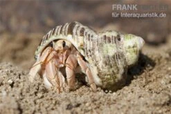 5 Kleine Landeinsiedlerkrebse, Coenobita Spec. 11 5 Kleine Landeinsiedlerkrebse, Coenobita Spec. -Sera Geschaft Einsiedlerkrebs 3