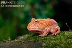 Erdbeer-Pacman-Frog, Ceratophrys Cranwelli Strawberry -Sera Geschaft Erdbeer Pacman Frog Ceratophrys cranwelli strawberry 03