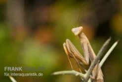 Europäische Gottesanbeterin, Mantis Religiosa 7 Europäische Gottesanbeterin, Mantis Religiosa -Sera Geschaft Europaeische Gottesanbeterin Mantis religiosa
