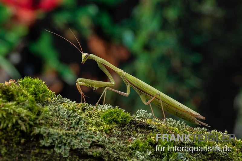 Europäische Gottesanbeterin, Mantis Religiosa 1 Europäische Gottesanbeterin, Mantis Religiosa