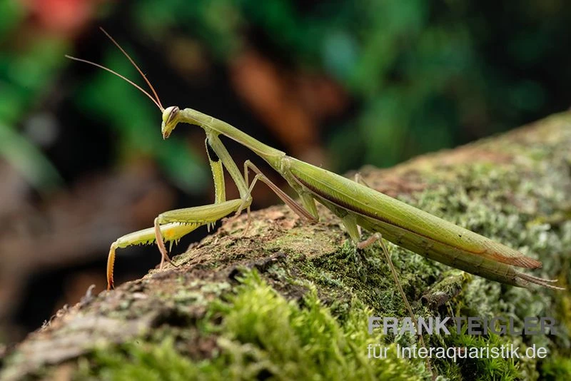 Europäische Gottesanbeterin, Mantis Religiosa 2 Europäische Gottesanbeterin, Mantis Religiosa – Bild 2