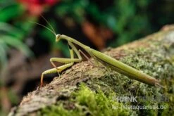 Europäische Gottesanbeterin, Mantis Religiosa 6 Europäische Gottesanbeterin, Mantis Religiosa -Sera Geschaft Europaeische Gottesanbeterin Mantis religiosa neu 3