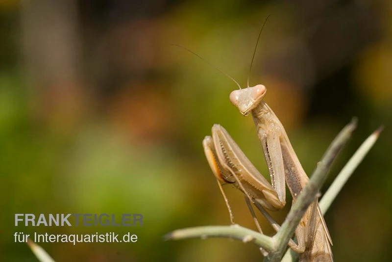 Europäische Gottesanbeterin, Mantis Religiosa 4 Europäische Gottesanbeterin, Mantis Religiosa – Bild 4