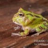 Fantasy Pacman Frog Grün, Ceratophrys Cornuta X Ceratophrys Cranwelli