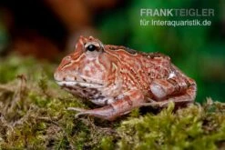 Sera Geschaft 16 Fantasy Pacman Frog Rot, Ceratophrys Cornuta X Ceratophrys Cranwelli