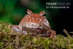 Sera Geschaft -Sera Geschaft Fantasy Pacman Frog rot C cornuta x C cranwelli 02