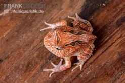 Fantasy Pacman Frog Rot, Ceratophrys Cornuta X Ceratophrys Cranwelli -Sera Geschaft Fantasy Pacman Frog rot C cornuta x C cranwelli 03
