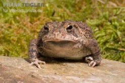 Floridakröte, Bufo Terrestris -Sera Geschaft Floridakroete Bufo terrestris 1