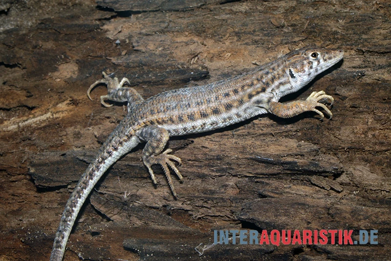 Franseneidechse, Acanthodactylus Boskianus 1 Franseneidechse, Acanthodactylus Boskianus