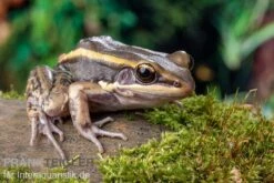 Galam Weißlippen-Frosch, Amnirana Galamensis -Sera Geschaft Galam Weisslippen Frosch Amnirana galamensis 2