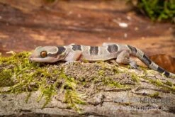 Gebänderter Blattzehengecko, Hemidactylus Fasciatus -Sera Geschaft Gebaenderter Blattzehengecko Hemidactylus fasciatus 3