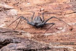 Geißelspinne, Phrynus Mexicanum -Sera Geschaft Geisselspinne Phrynus mexicanum 2