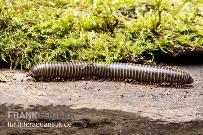 Gelber Borneo-Tausendfüßer, Aulacobolus Sp. „Yellow Borneo“ 2 Gelber Borneo-Tausendfüßer, Aulacobolus Sp. „Yellow Borneo“ – Bild 2