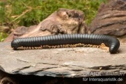 Gelbfüssiger Tausendfüßer, Microtrullius Uncinatus 6 Gelbfüssiger Tausendfüßer, Microtrullius Uncinatus -Sera Geschaft Gelbfuessiger Tausendfuesser Microtrullius uncinatus 3