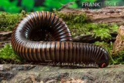 Gelbgebänderter Riesentausendfüßer, Pelmatojulus Ligulatus -Sera Geschaft Gelbgebaenderter Riesentausendfuesser Pelmatojulus ligulatus 3