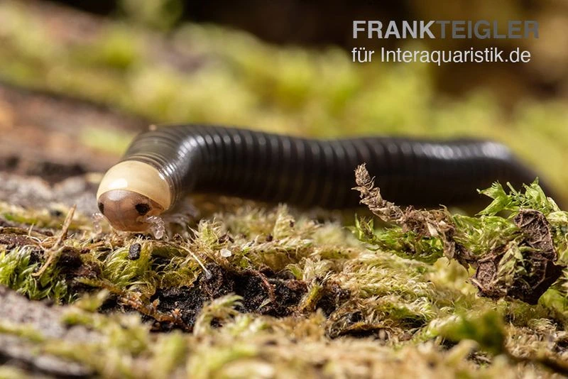 Gelbkopf Tausendfüßer, Spirobolus Sp. "Yellow Head" 1 Gelbkopf Tausendfüßer, Spirobolus Sp. "Yellow Head"