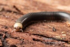 Gelbkopf Tausendfüßer, Spirobolus Sp. "Yellow Head" 9 Gelbkopf Tausendfüßer, Spirobolus Sp. "Yellow Head" -Sera Geschaft Gelbkopf Tausendfuesser Spirobolus sp Yellow Head 5