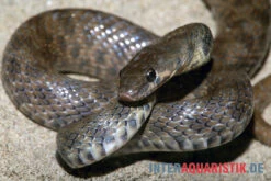 Geoffroy-Renner, Platyceps Florulentus