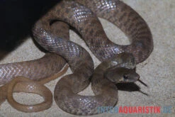 Geoffroy-Renner, Platyceps Florulentus -Sera Geschaft Geoffroy Renner Platyceps florulentus 3