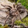 Gestreifte Guatemala-Vogelspinne, Aphonopelma Seemanni