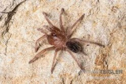 Gestreifte Guatemala-Vogelspinne, Aphonopelma Seemanni -Sera Geschaft Gestreifte Guatemala Vogelspinne Aphonopelma seemanni Spiderling