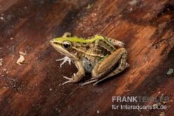 Gestreifter Grasfrosch, Ptychadena Porosissima -Sera Geschaft Gestreifter Grasfrosch Ptychadena porosissima 3