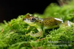 Getupfter Riedfrosch, Hyperolius Guttulatus -Sera Geschaft Getupfter Riedfrosch Hyperolius guttulatus 3