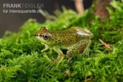 Getupfter Riedfrosch, Hyperolius Guttulatus -Sera Geschaft Getupfter Riedfrosch Hyperolius guttulatus 4