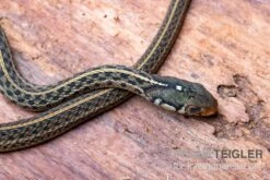 Gewöhnliche Strumpfbandnatter, Thamnophis Sirtalis -Sera Geschaft Gewoehnliche Strumpfbandnatter Thamnophis sirtalis 3