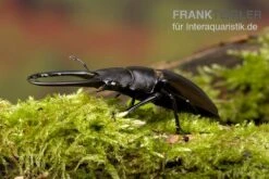 Giraffenhirschkäfer, Prosopocoilus Giraffa